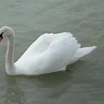 Hotel Bf Balatonföldvár