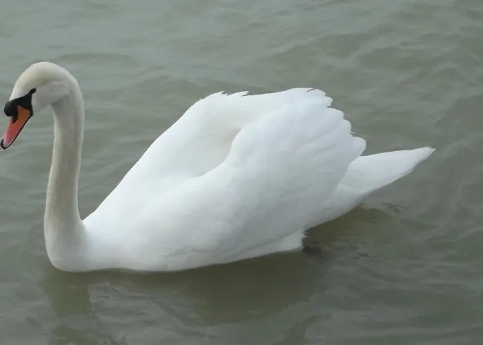 Hotel Bf Balatonföldvár